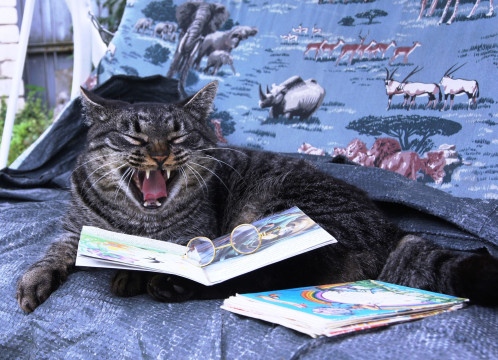 Областная научная библиотека назвала победителей конкурса «Коты и книги»